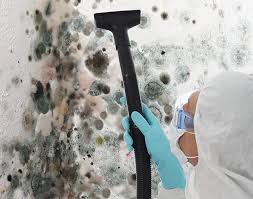 Best Mold Damage Restoration  in Lake Elmo, MN